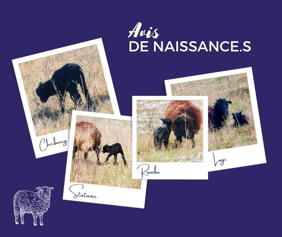 Avis de naissance.s chez LTM Grand Est